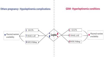 Expression of nutrient transporters in placentas affected by gestational diabetes: role of leptin